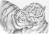 Серия"Рисунок карандашом.Тигры": оригинал