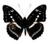 Схема вышивки «Бабочка»