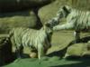 Схема вышивки «Любовь белых тигров»