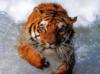 Схема вышивки «Тигр, бегущий по снегу»