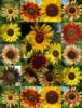 Sunflowers: оригинал