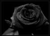 Чёрно-белая роза: оригинал