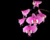 Схема вышивки «Орхидеи на черном 3»