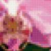 Розовая орхидея: предпросмотр
