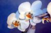 Схема вышивки «Белая орхидея на синем фоне»
