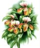 Японская орхидея: оригинал