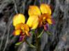 Желтая орхидея: оригинал