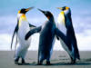Схема вышивки «Три пингвина»