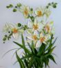 Нежные орхидеи: оригинал