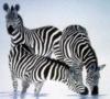 Зебры - полосатые лошадки: оригинал