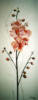 Схема вышивки «Орхидеи триптих 2»