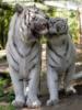 Схема вышивки «Тигры целуются»