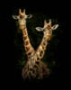 Giraf: оригинал