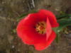 Схема вышивки «Красный тюльпан»