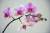 Нежная орхидея: оригинал