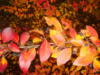 Осенние листья: оригинал