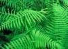 Тропические листья: оригинал