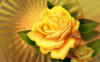 Желтая роза2: оригинал