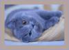 Схема вышивки «Голубой кот»