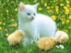 Схема вышивки «Котенок с цыплятами»