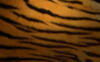 Схема вышивки «Тигриная шкура»