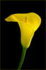 Цветок калла: оригинал