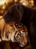 Схема вышивки «Пума и тигр»
