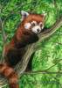 Схема вышивки «Red panda»