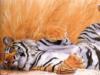 Отдыхающий тигр: оригинал
