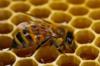 Пчела и соты: оригинал