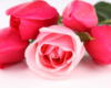 Схема вышивки «Роза и тюльпаны»