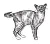 Схема вышивки «Ч-б кошки»