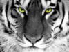 Схема вышивки «Тигр с зелеными глазами»