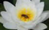 Схема вышивки «Лилия и пчела»
