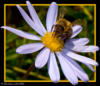 Цветок с пчелой: оригинал