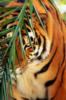 Схема вышивки «Тигрюля»