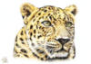 Схема вышивки «Морда леопарда»