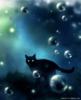 Сон чёрного кота: оригинал