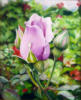Схема вышивки «Бледно-фиолетовая роза»