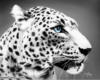 Схема вышивки «Голова белого леопарда»