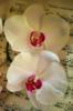 Схема вышивки «Орхидеи и музука»