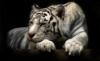  Белый тигр на черном фоне: оригинал