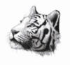 Схема вышивки «Рисунок, морда тигра»