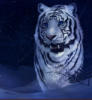 Схема вышивки «Тигр в голубом»
