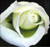Падушкя Белая роза: оригинал