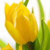 Схема вышивки «Желтый тюльпан»