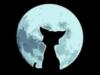 Схема вышивки «Кошка на фоне Луны.»