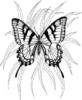 Схема вышивки «Ч-б бабочки»