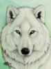 Схема вышивки «Волк белый»