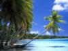 Пальмы на берегу, Таити: оригинал